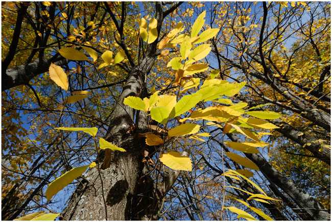  Image name: 33-castagno.jpg 
 width: 650 pixel 
 height: 435 pixel 
 Size: 68579 bytes 
 Click to enlarge 